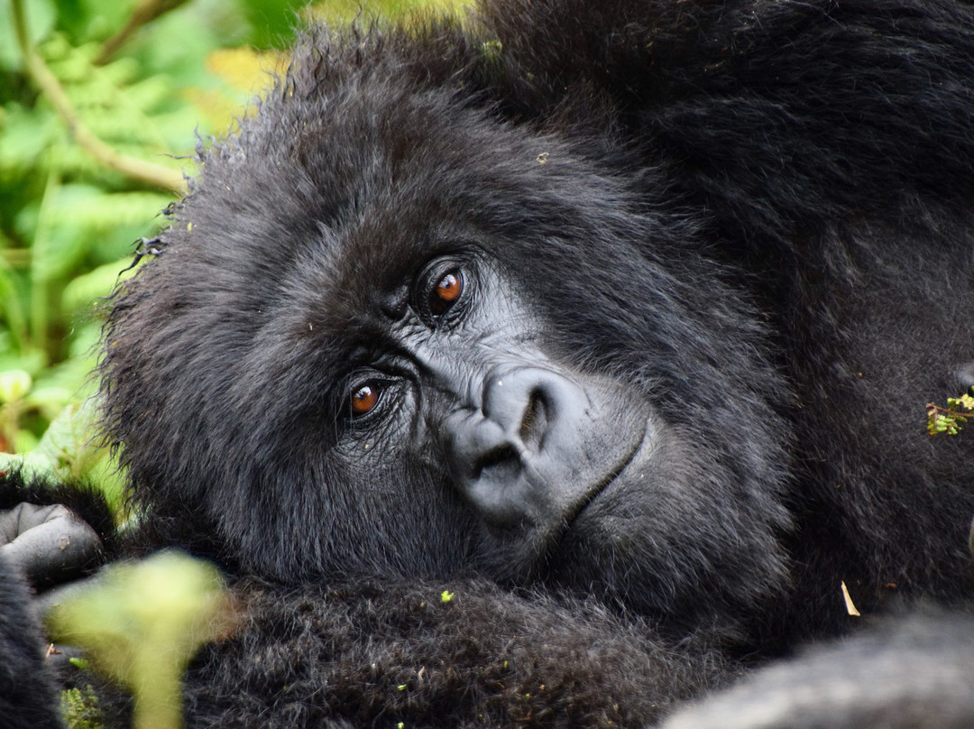 Rwanda Gorilla Trek - Day Tours景点图片