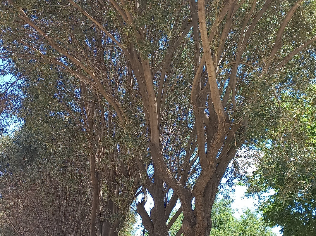 海克特‧彼特森博物馆景点图片