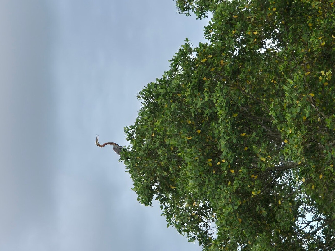 Kalametiya Eco Bird Watching景点图片