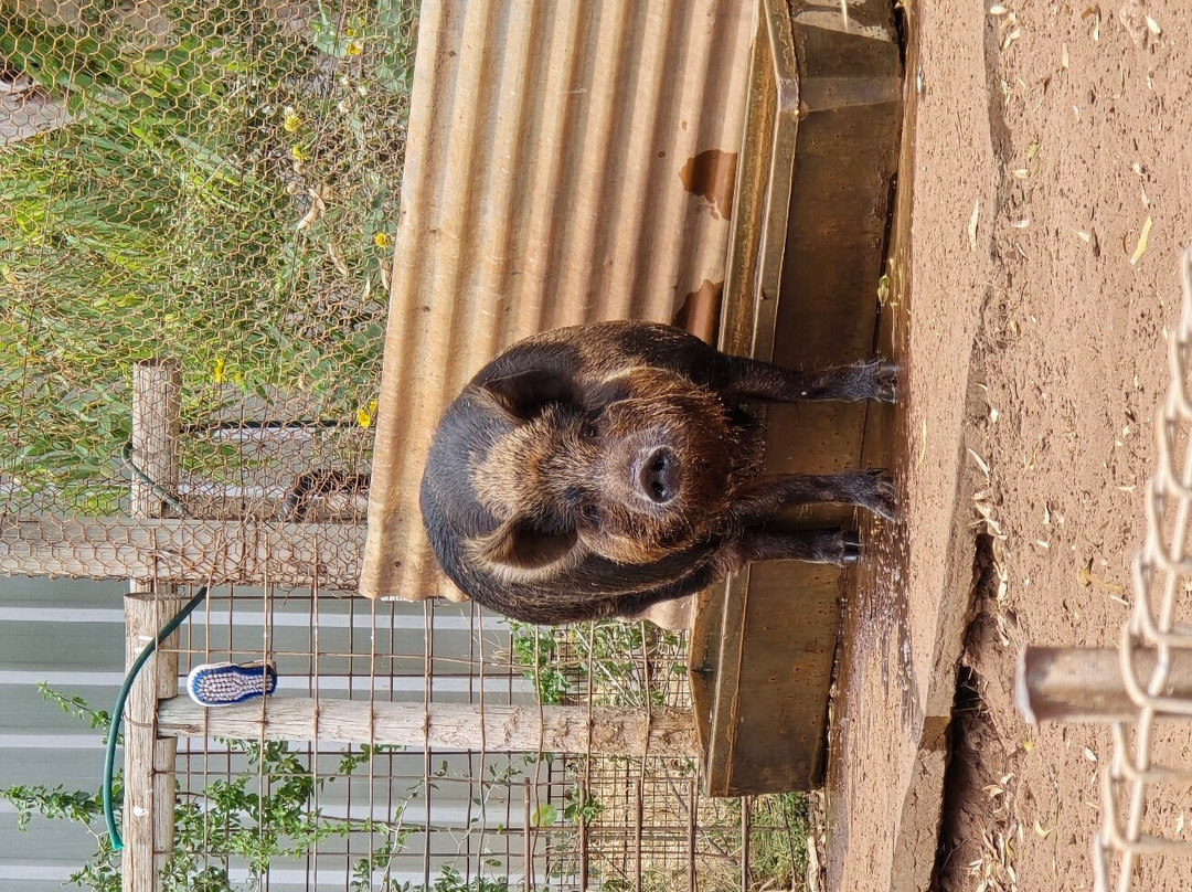 Greenough Wildlife & Bird Park-Greenough必去景点