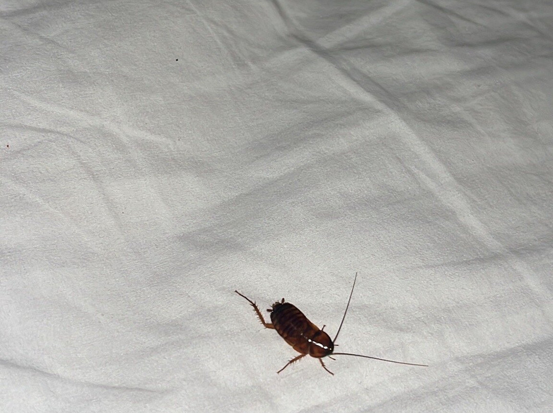 La Quinta Inn & Suites by Wyndham Brownwood主图