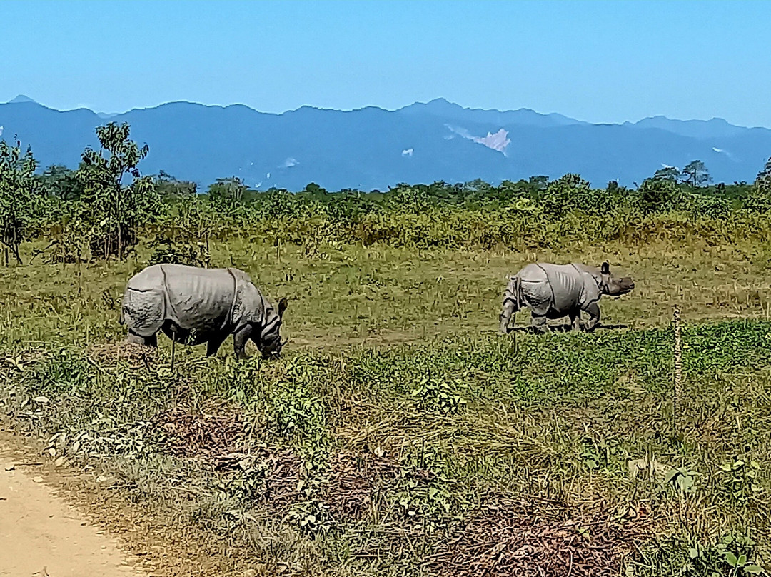 Manas Jungle Retreat