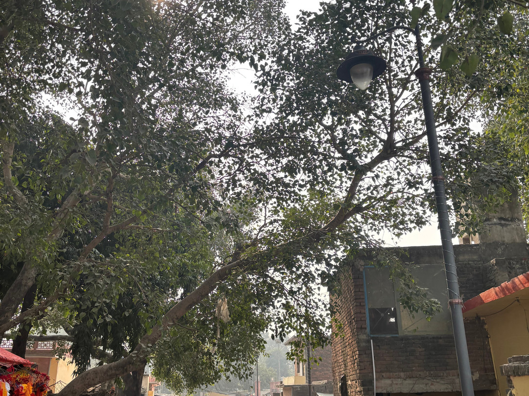Saryu Ghat景点图片
