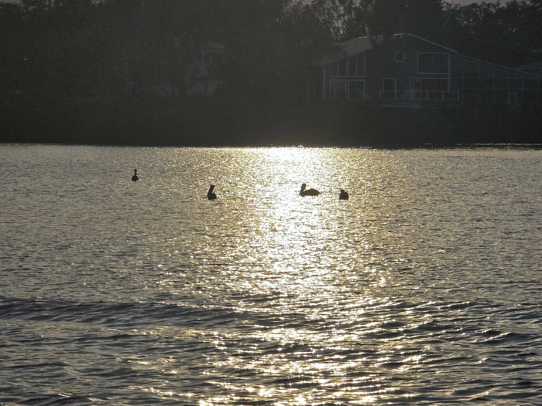 Spongorama's Cruise Lines-塔彭斯普林斯必去景点