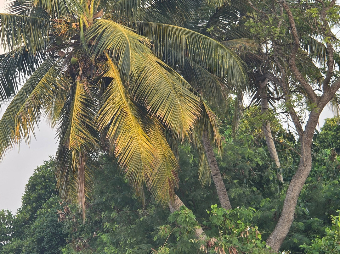 Munneswaram Kovil Temple-Chilaw必去景点
