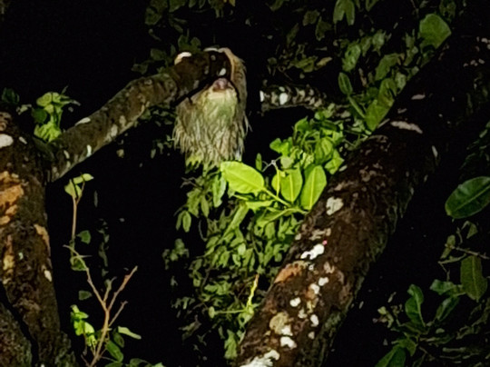 Caretta Tours Tortuguero-利蒙港必去景点
