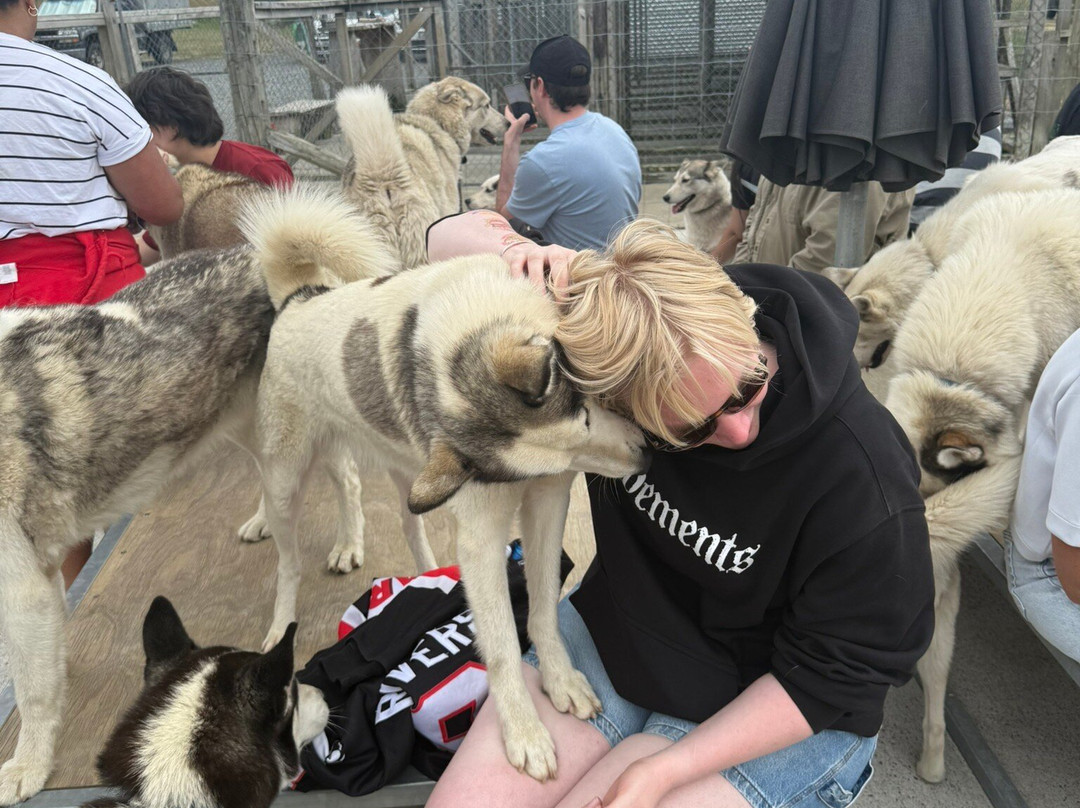 Timberline Racing Siberian Huskies景点图片