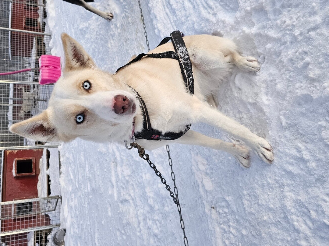 Snowdog The Arctic Adventure Co.-基律纳必去景点