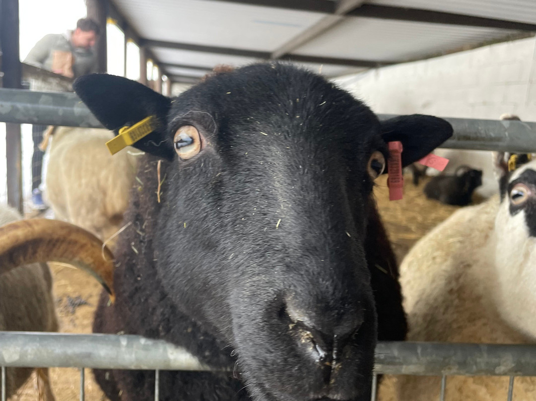 Cholderton Rare Breeds Farm-Cholderton必去景点