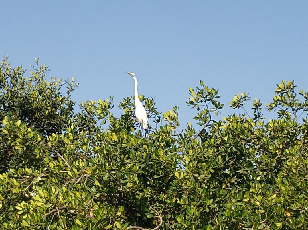 Gambia Excursions景点图片