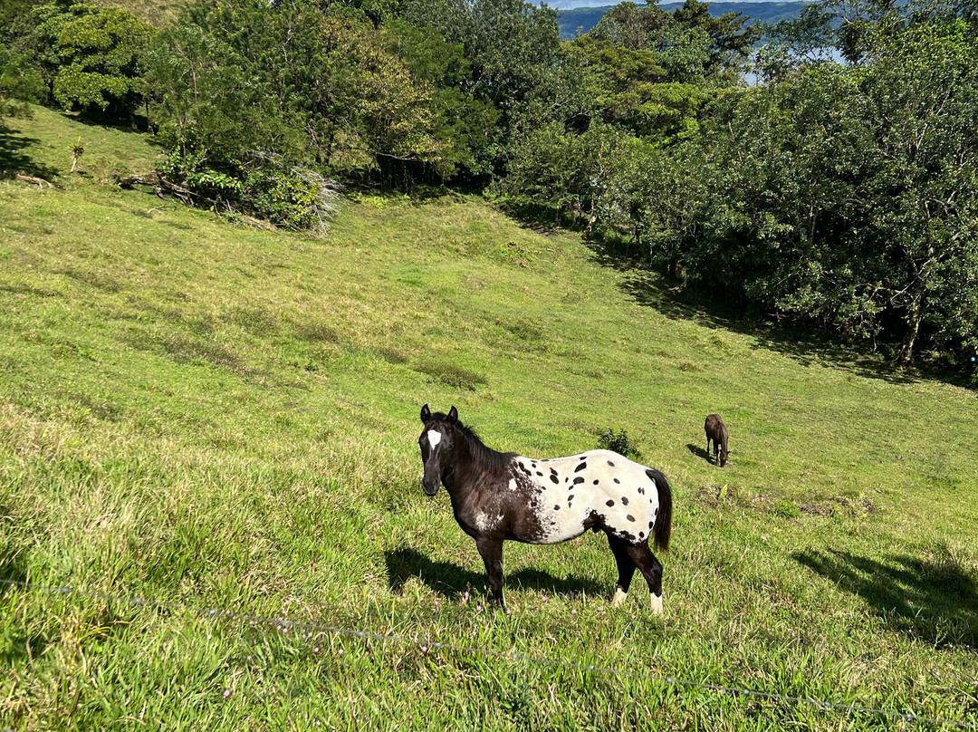 Lilander's Horse Tours景点图片