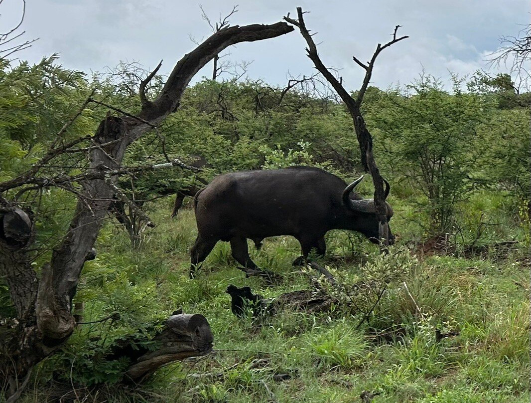 Dinokeng Game Reserve-哈曼斯克拉尔必去景点