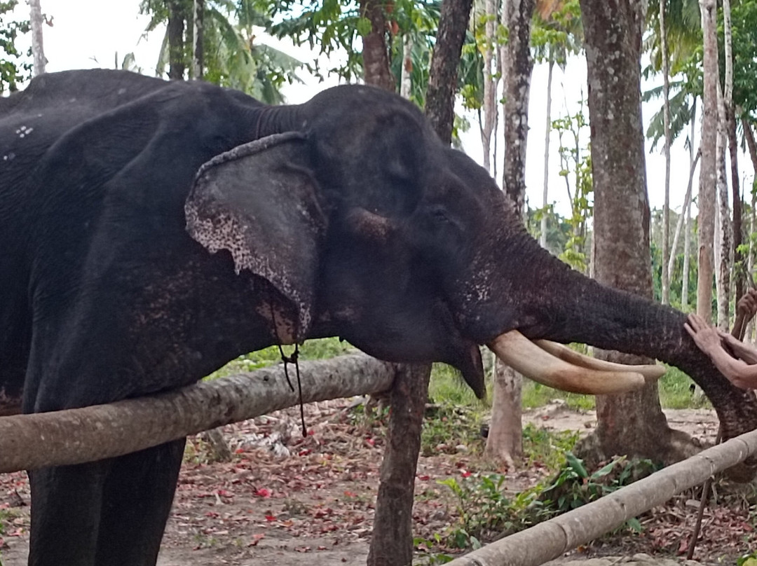 Coconut Elephant Camp Khaolak景点图片
