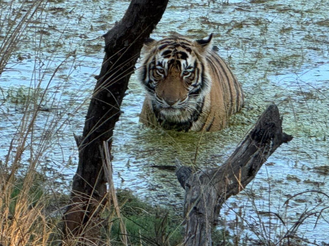 Ranthambhore Tiger Reserve景点图片
