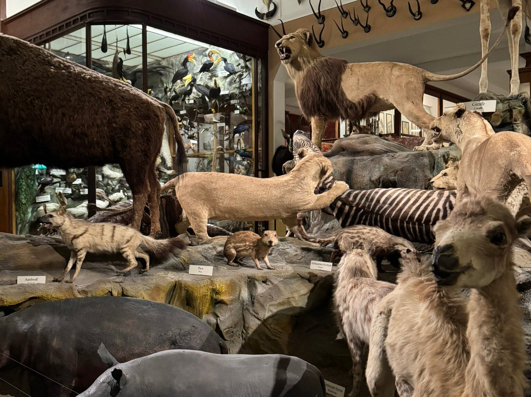 Missiemuseum Steyl景点图片