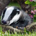 BadgerCT