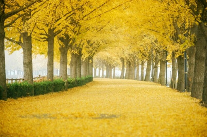 Gingko Tree Road-牙山市必去景点