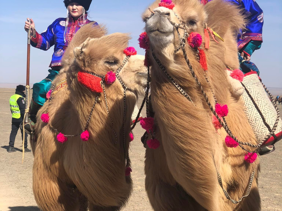 The Gobi Desert Thousand Camel Festival-Dalanzadgad必去景点