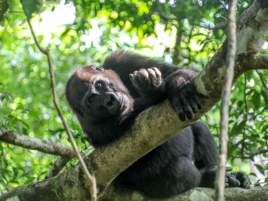 Gabon Highlights Tourism-Lope Wildlife Reserve必去景点