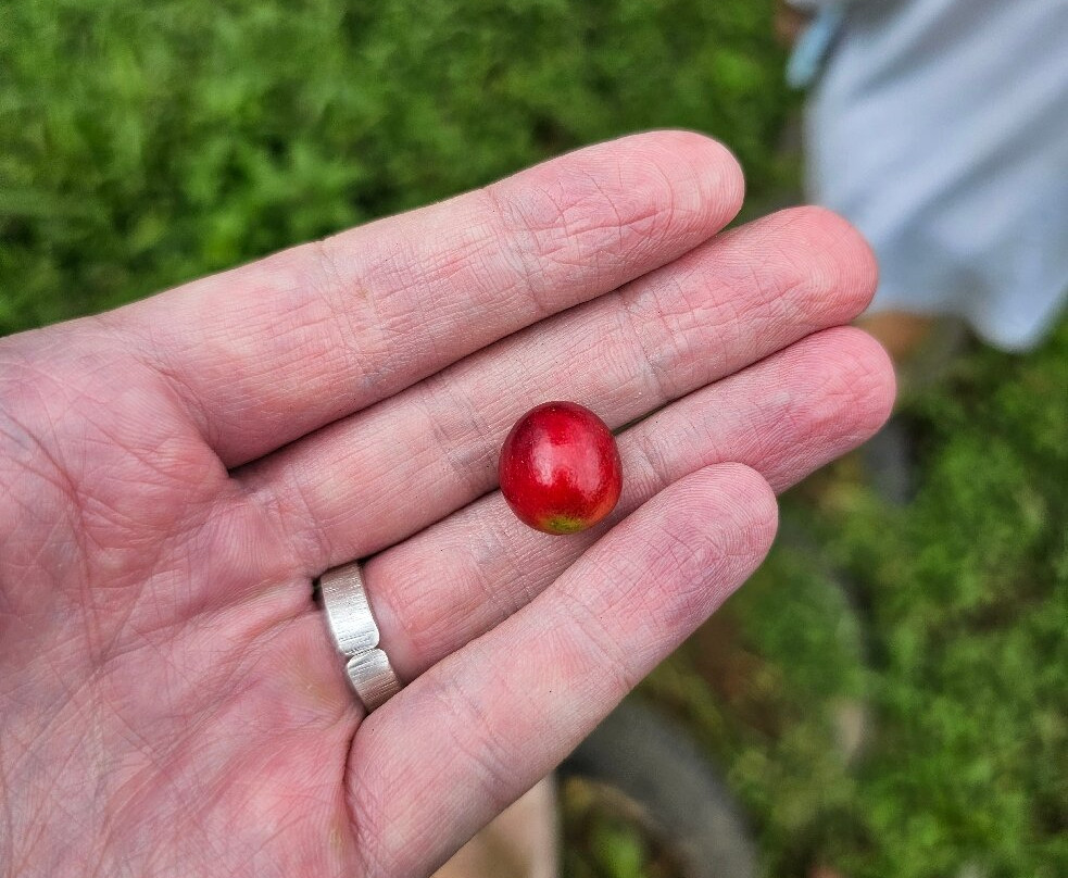Wanagiri Coffee Plantation Bali And Luwak Coffee景点图片