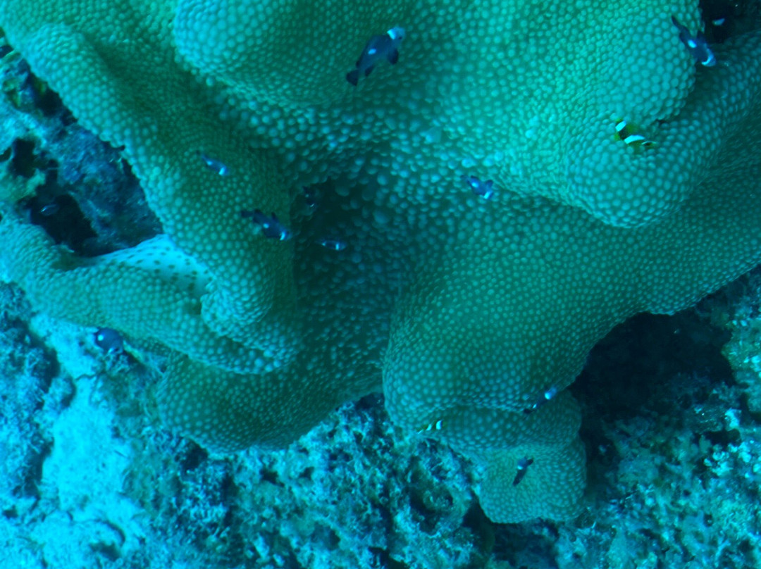 Zanziocean Dive Centre-Pwani Mchangani必去景点