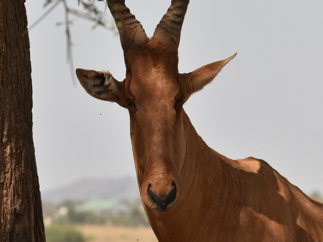 Uganda Wildlife Scene Safaris-坎帕拉必去景点