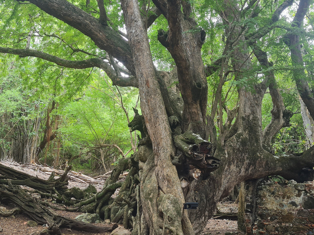 Capitaine Titi Balades en Mer-La Trinite必去景点