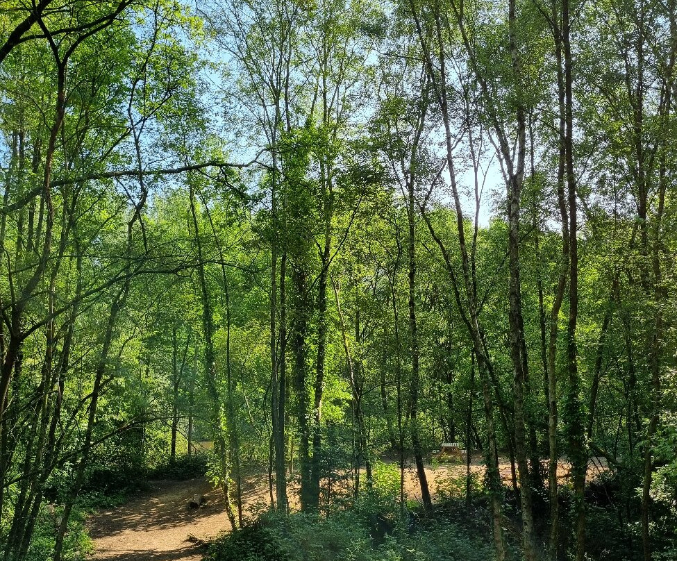 Foxies Forest景点图片