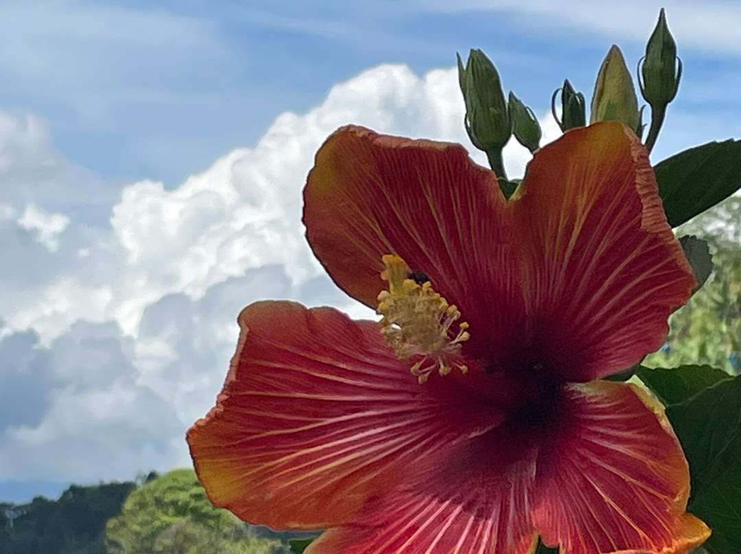 Hotel Plantación主图