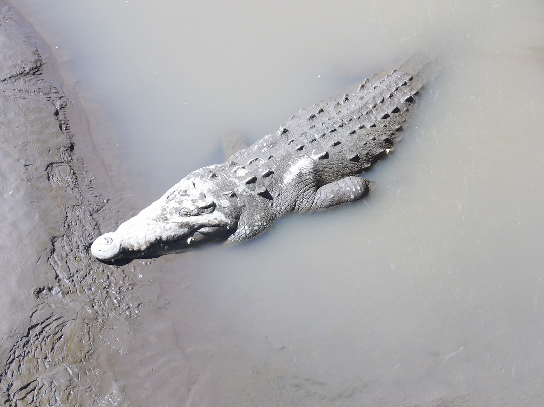 Tarcoles Bridge-Tarcoles必去景点