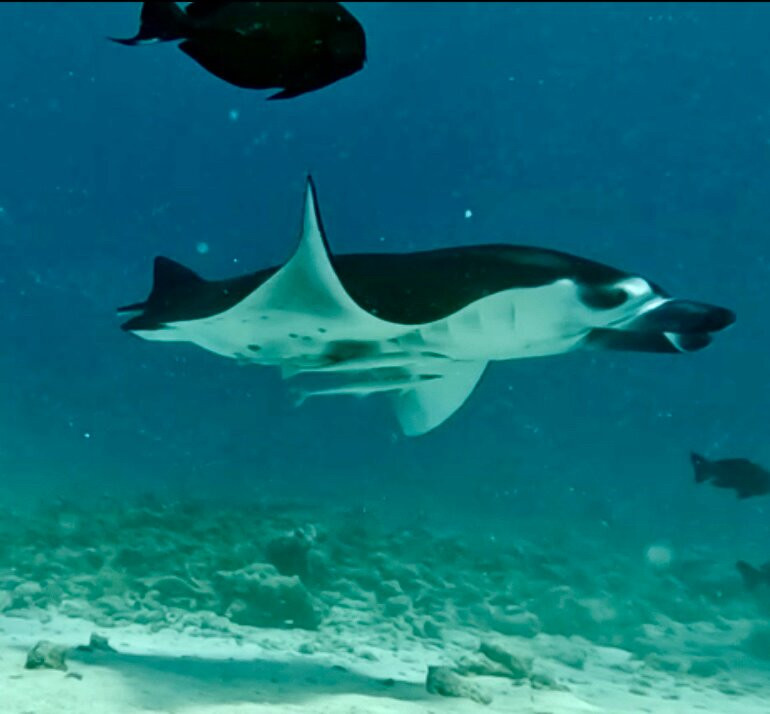 Jerrys Dive Club Rasdhoo景点图片