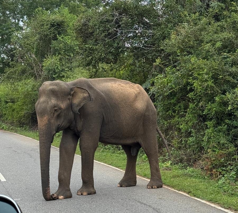 Deema Tours Sri Lanka - Ahangama景点图片