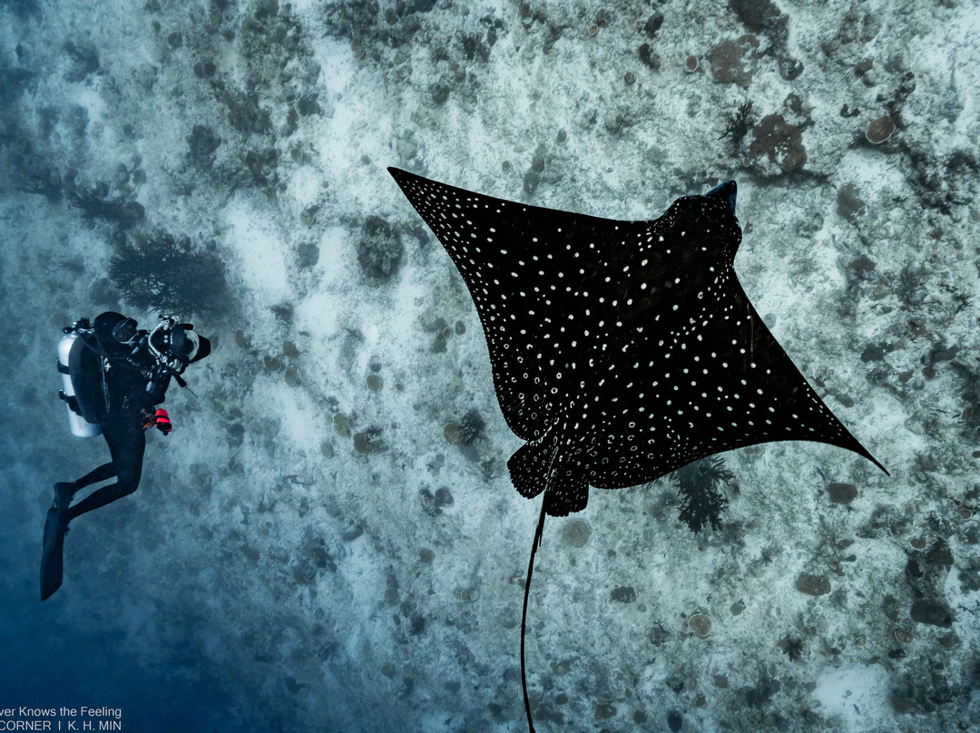 Maldives Master - Master Liveaboards-马累必去景点