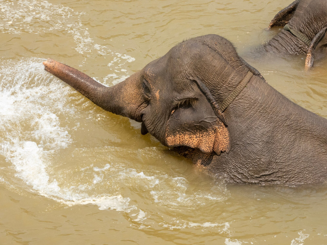 Mekong Elephant Park景点图片