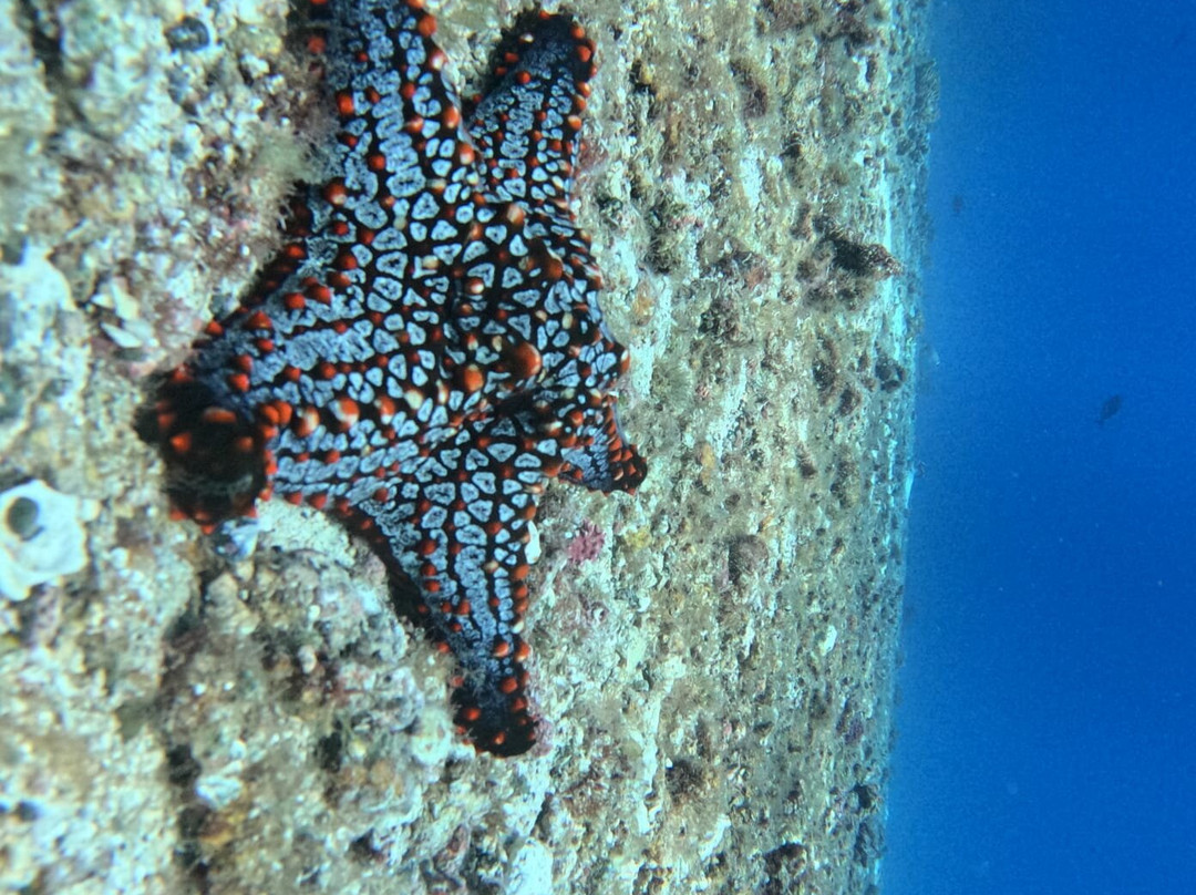 Diving Coiba景点图片