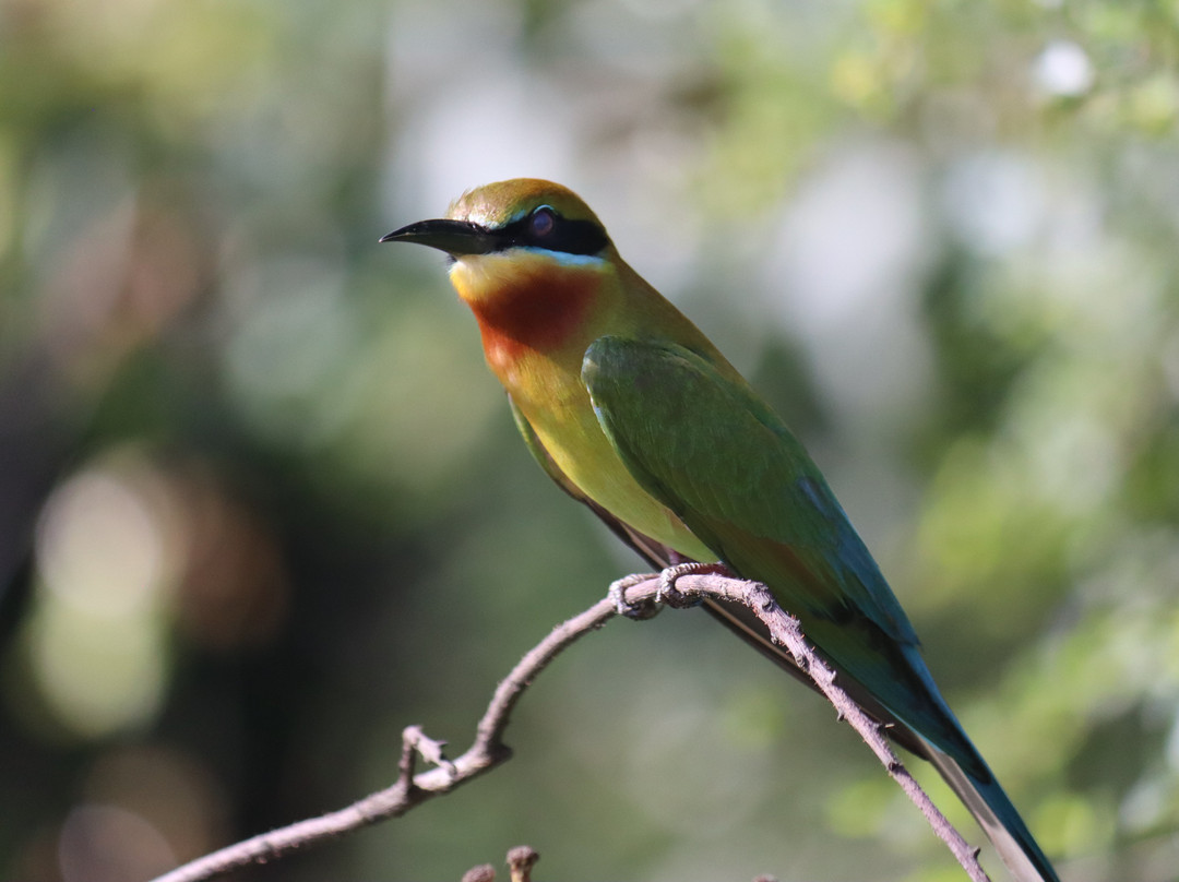 Udawalawe Lahiru Safari Guide Tours景点图片