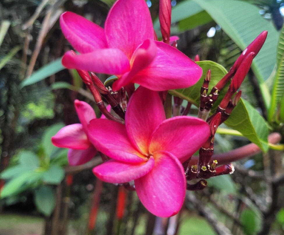 Distillerie J M-Macouba必去景点