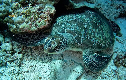 Dune Maldives-胡鲁马累必去景点