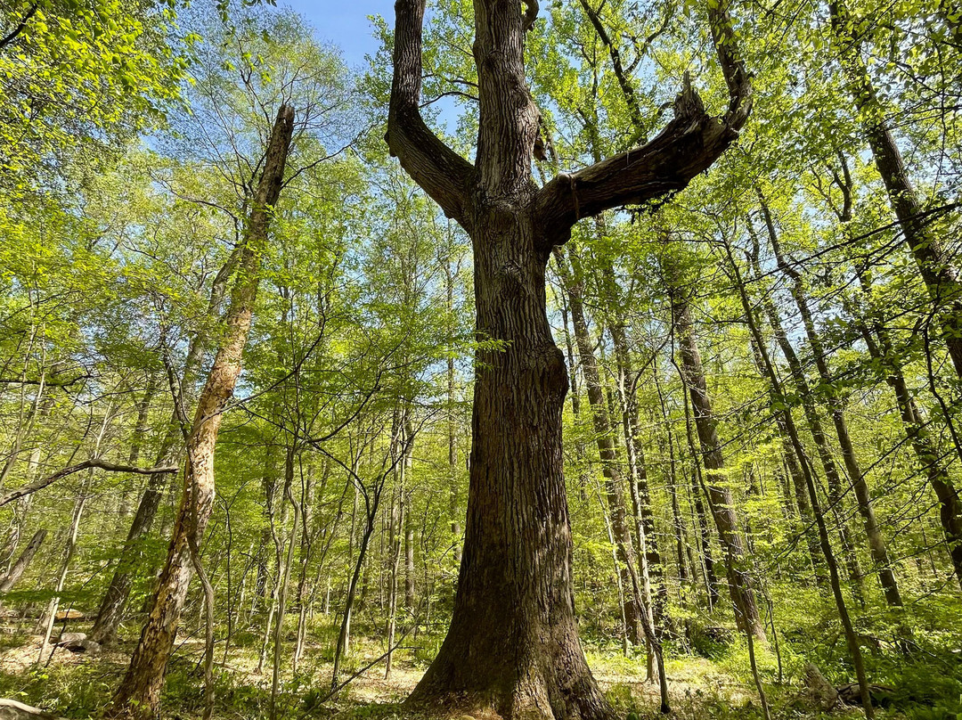 French Creek State Park景点图片