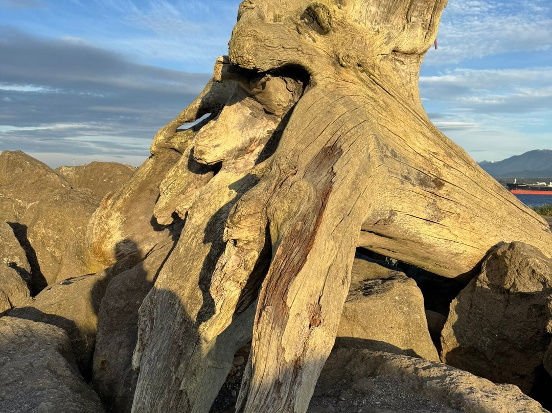 Ediz Hook Reserve-安吉利斯港必去景点