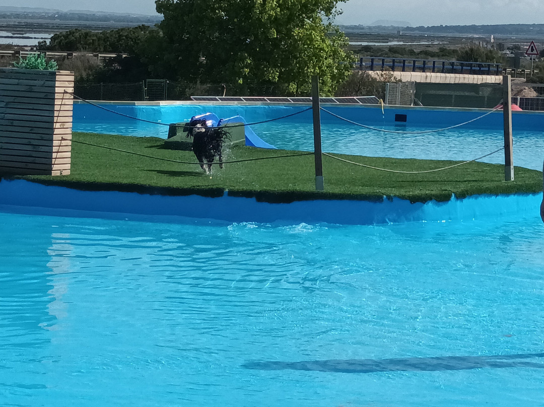 Worldog: Aquapark Canino-La Marina del Pinet必去景点