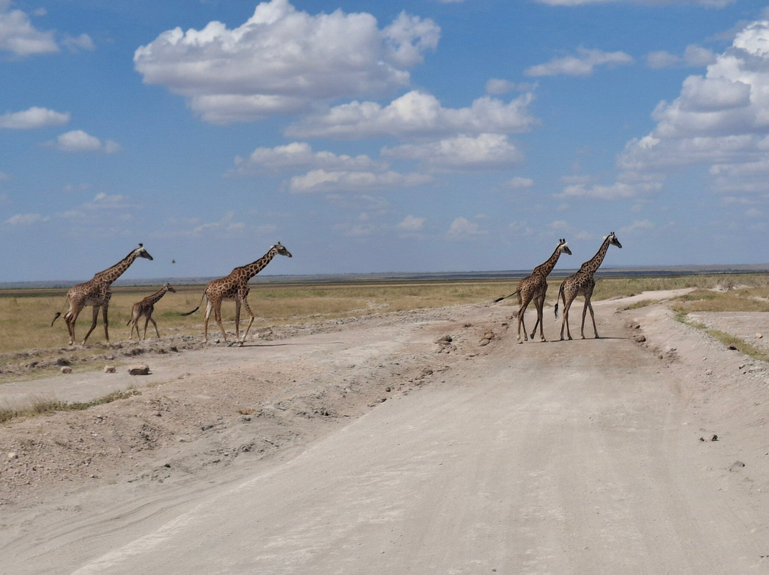 Topcats Safaris Ltd-奇安波必去景点