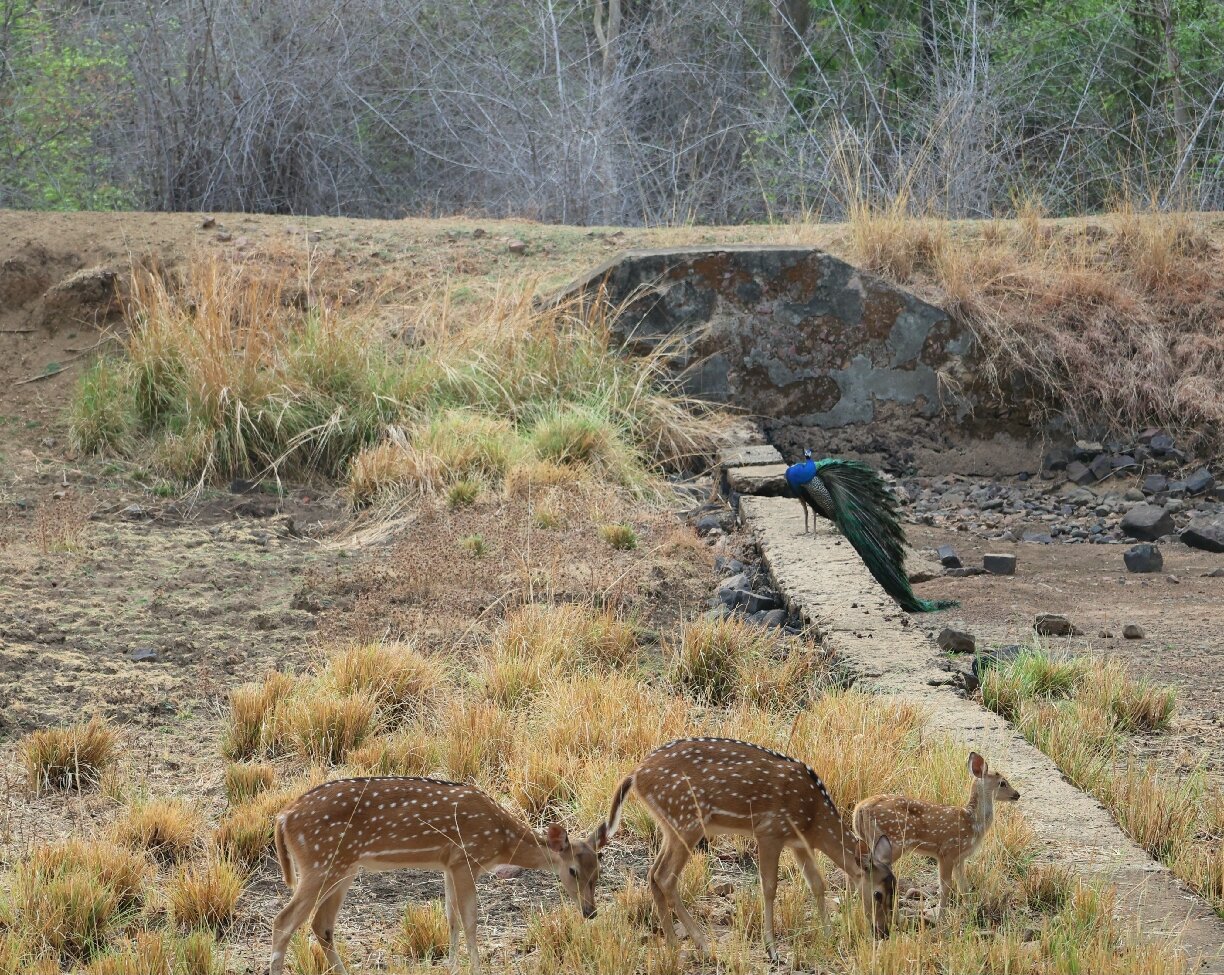 Tadoba Safari Stay Nature's Sprout-官方