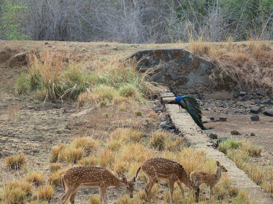 Tadoba Safari Stay Nature's Sprout主图