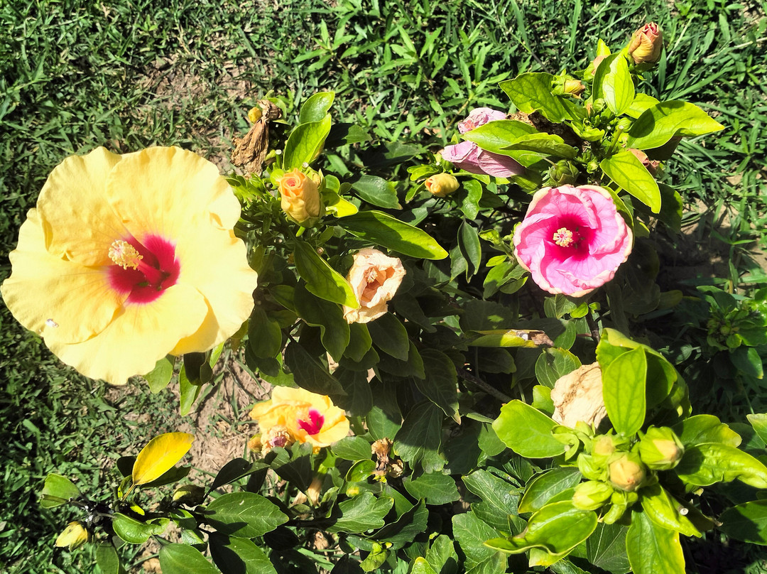 Suncity Resort Mandarmani主图