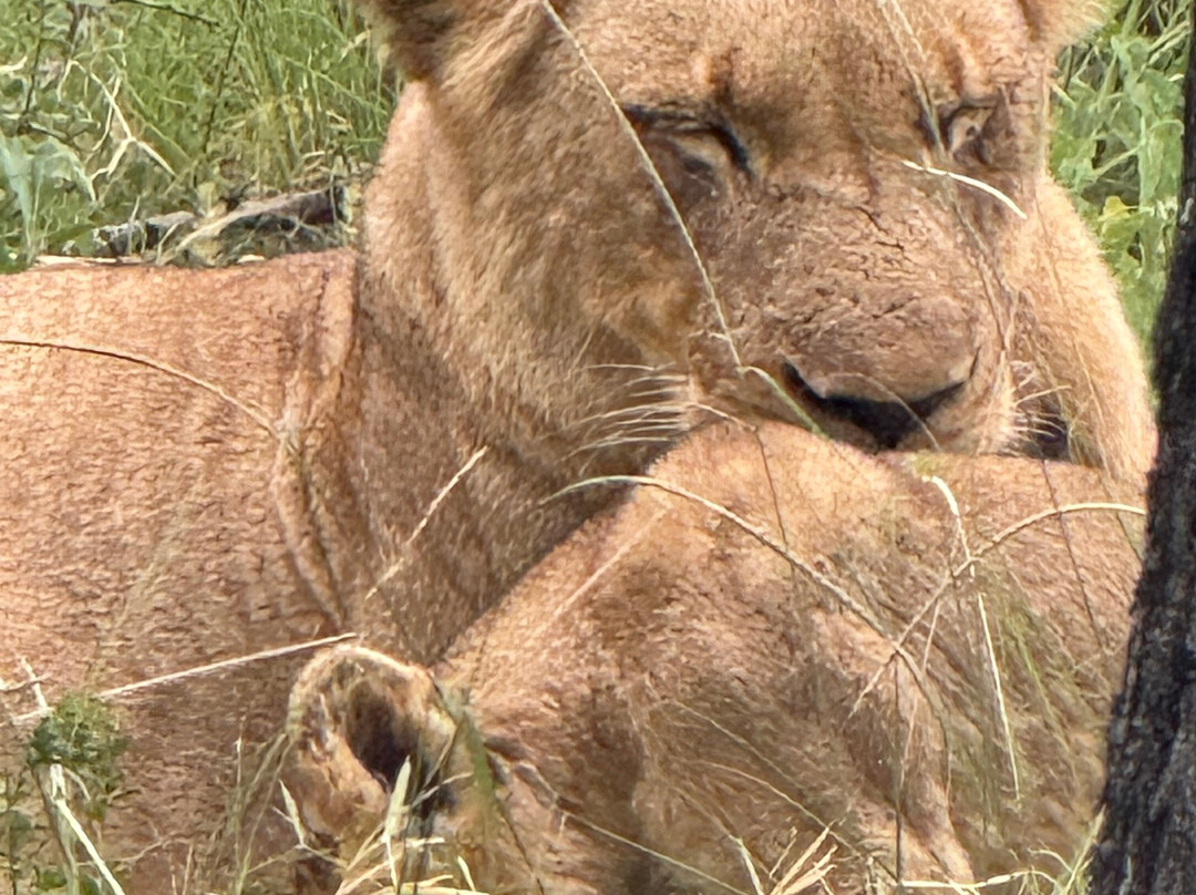 Tsiba Tsiba Wine Tours-斯泰伦博斯必去景点