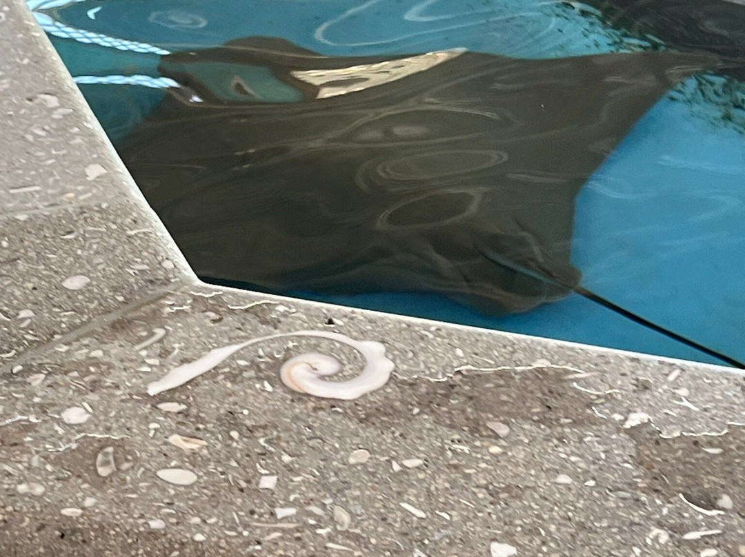 Florida Oceanographic Coastal Center-斯图尔特必去景点