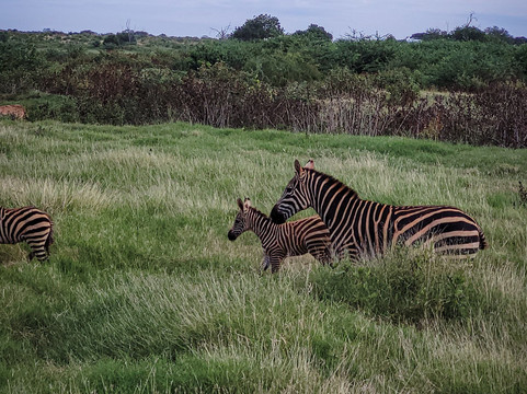 Bush Dwellers Kenya-迪亚尼必去景点