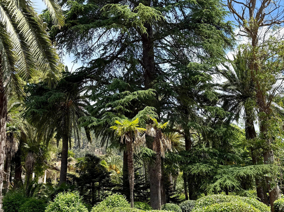 Jardins d'Alfabia景点图片