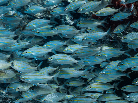 Divertriptour-阿拉伊阿尔港必去景点